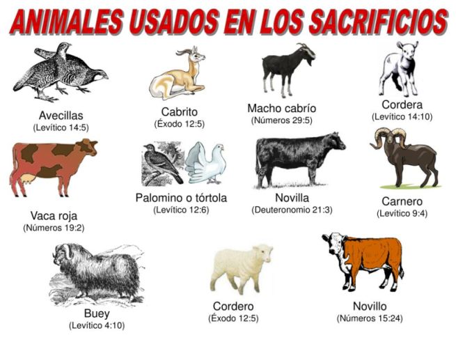 AnimalesParaSacrificio